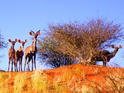 Намибия: Сафари, Пустыни и Культурное Наследие.  Групповой тур 2023.