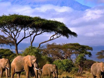 Групповой сафари-тур в Кению с парком Амбосели 2021 2022 на Новый год